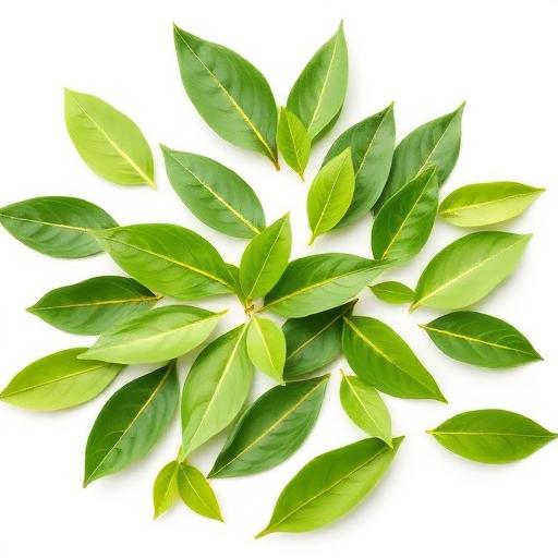 Green Tea Extract