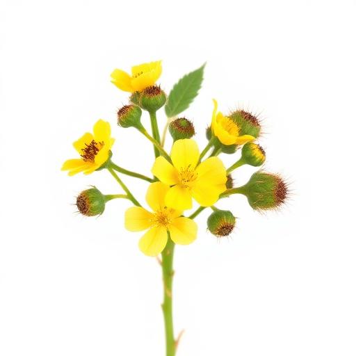 Tribulus Terrestris
